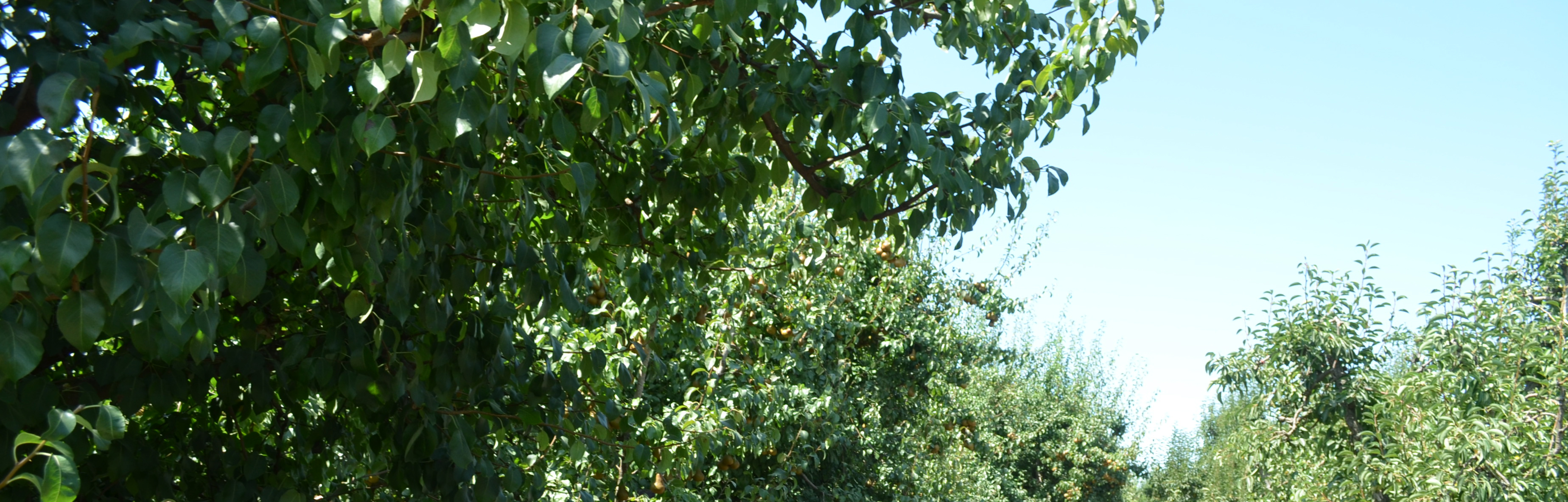 A Farm to Fork Adventure through Historic Sacramento Delta