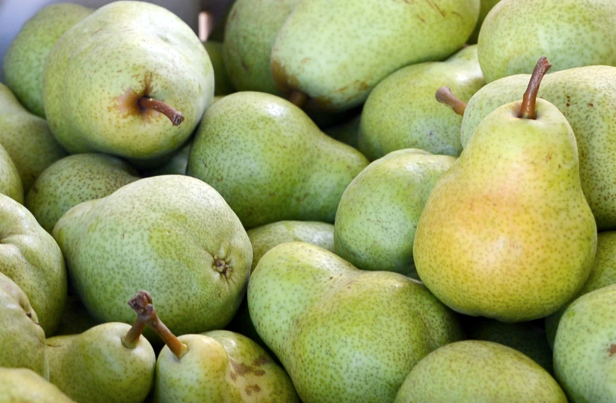 California Pear Advisory Board Wins Wide Support Among Pear Producers