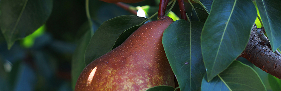 Paleo Paparazzi Captures Pear Prize