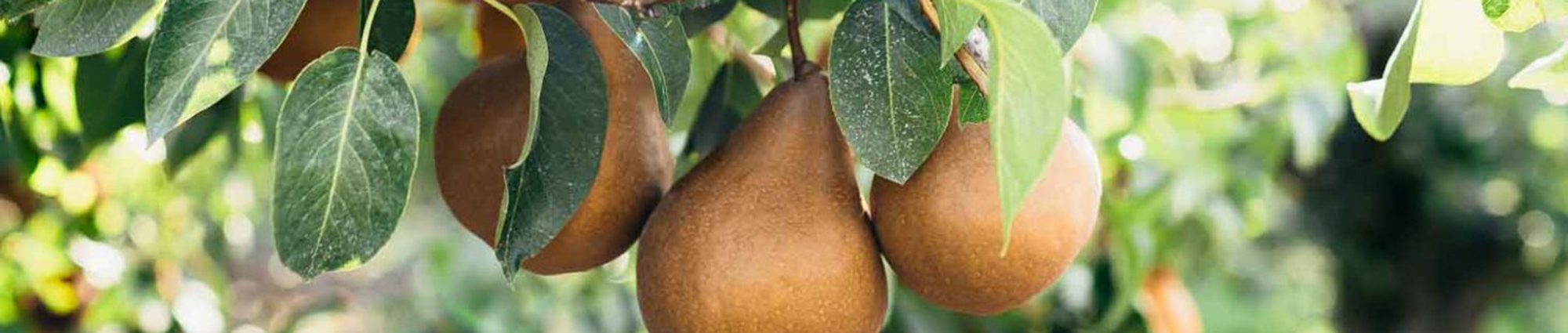 California grown bosc pear tree orchard