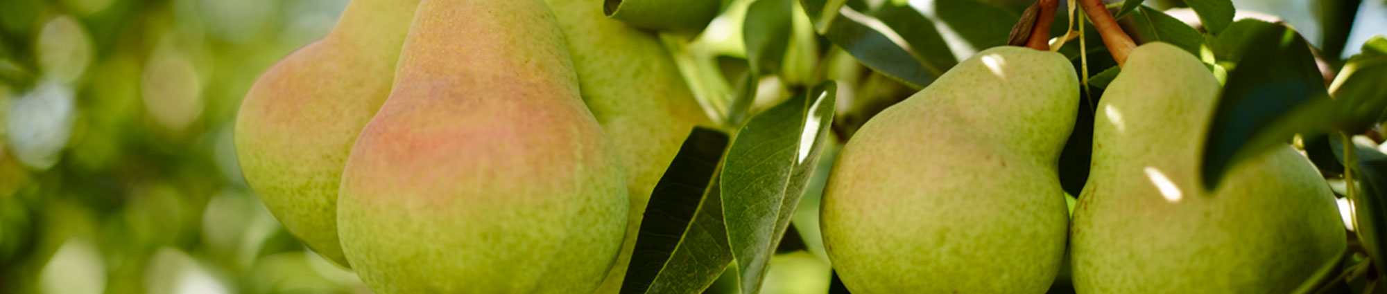 A Delicious Start To Pear Season