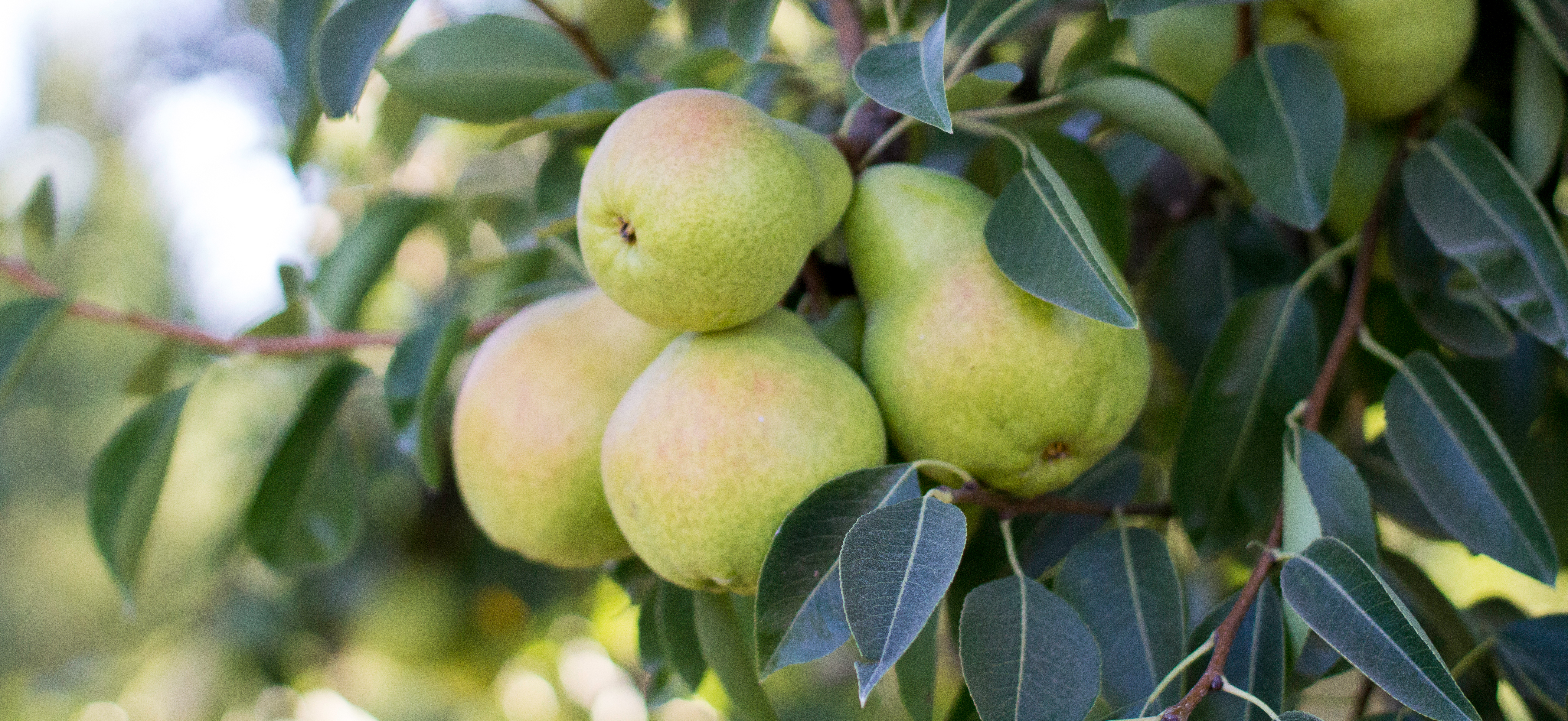 Get Ready for Fresh-Picked California Pears