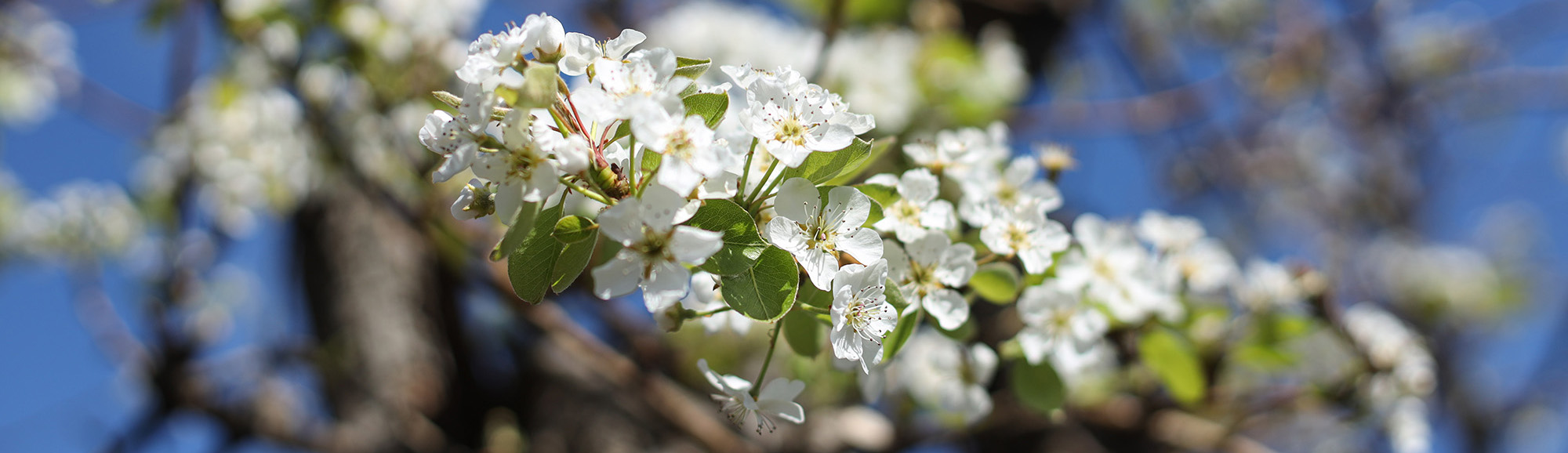 River Pear Orchards