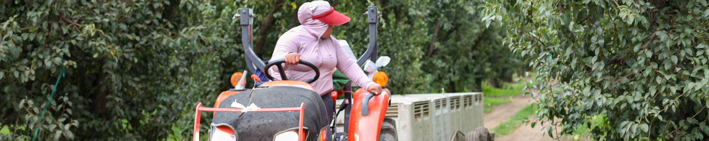 California Pear Season Kicks Off in Early July
